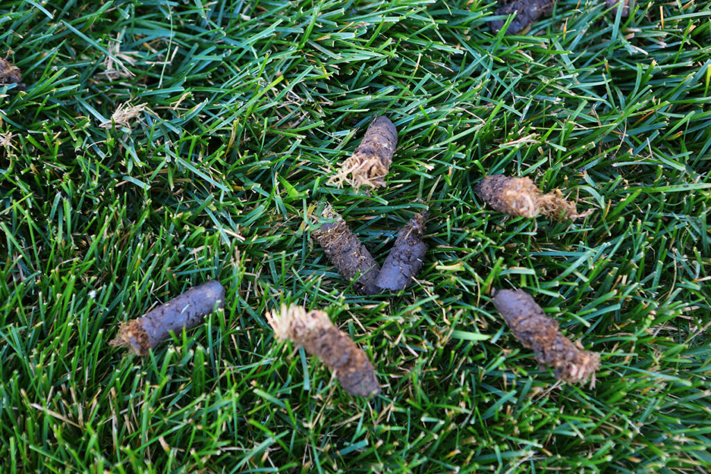 Core Aeration